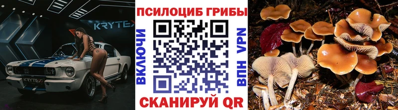 купить Старая Русса Галлюциногенные грибы Magic Shrooms